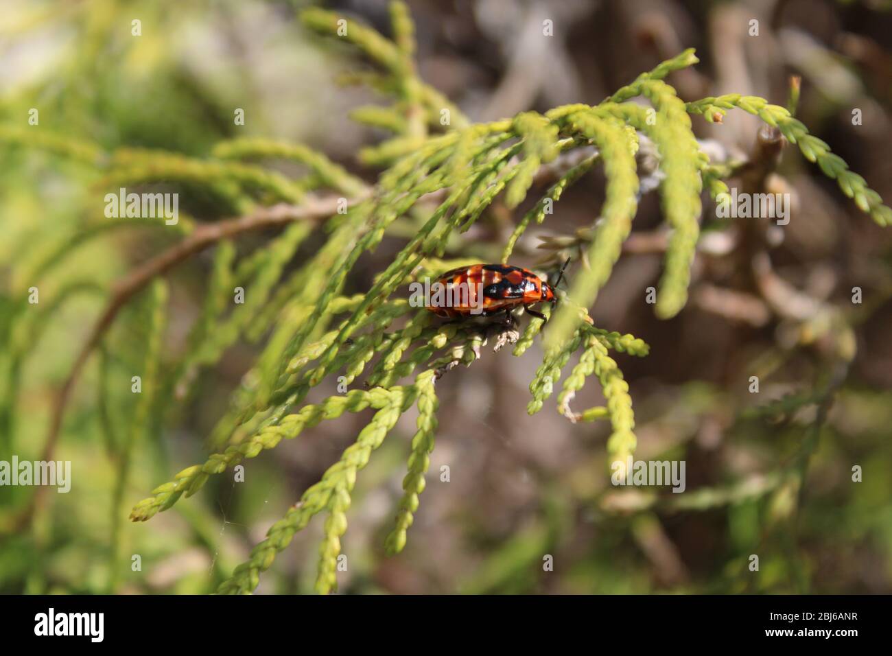 El escarabajo rojo y negro descansa sobre una hoja verde de coníferas Foto de stock