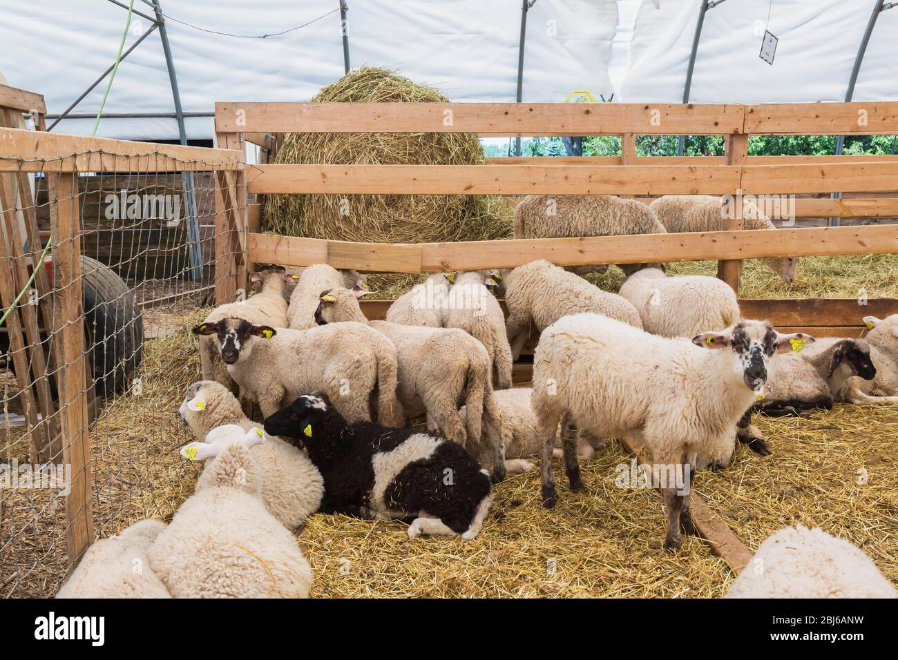 Ovejas Arcott Rideau, corderos en redil, para producción de carne, Quebec, Canadá Foto de stock