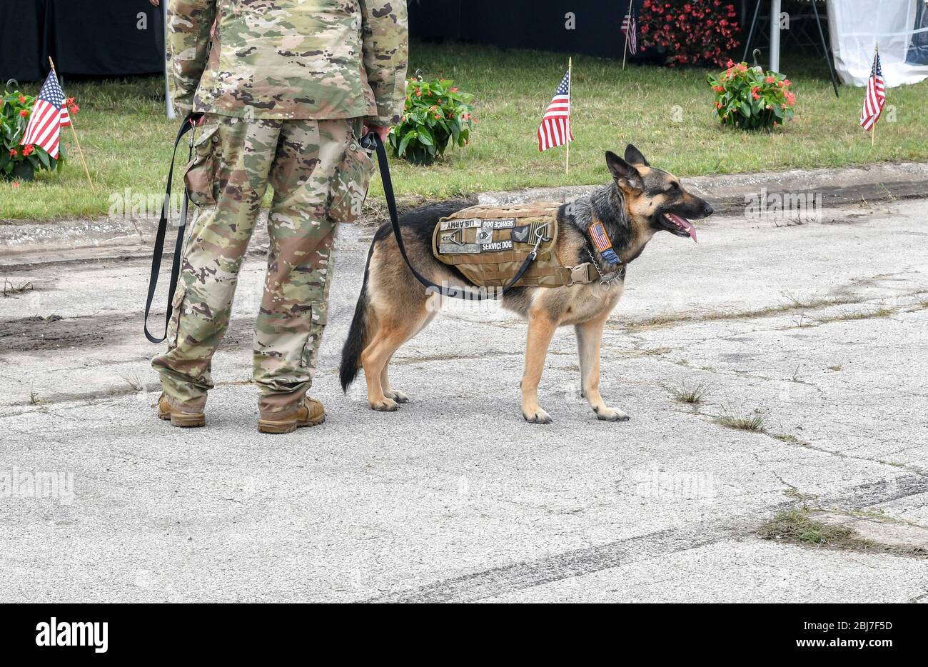 afeitado Por ley programa Perro militar fotografías e imágenes de alta resolución - Alamy
