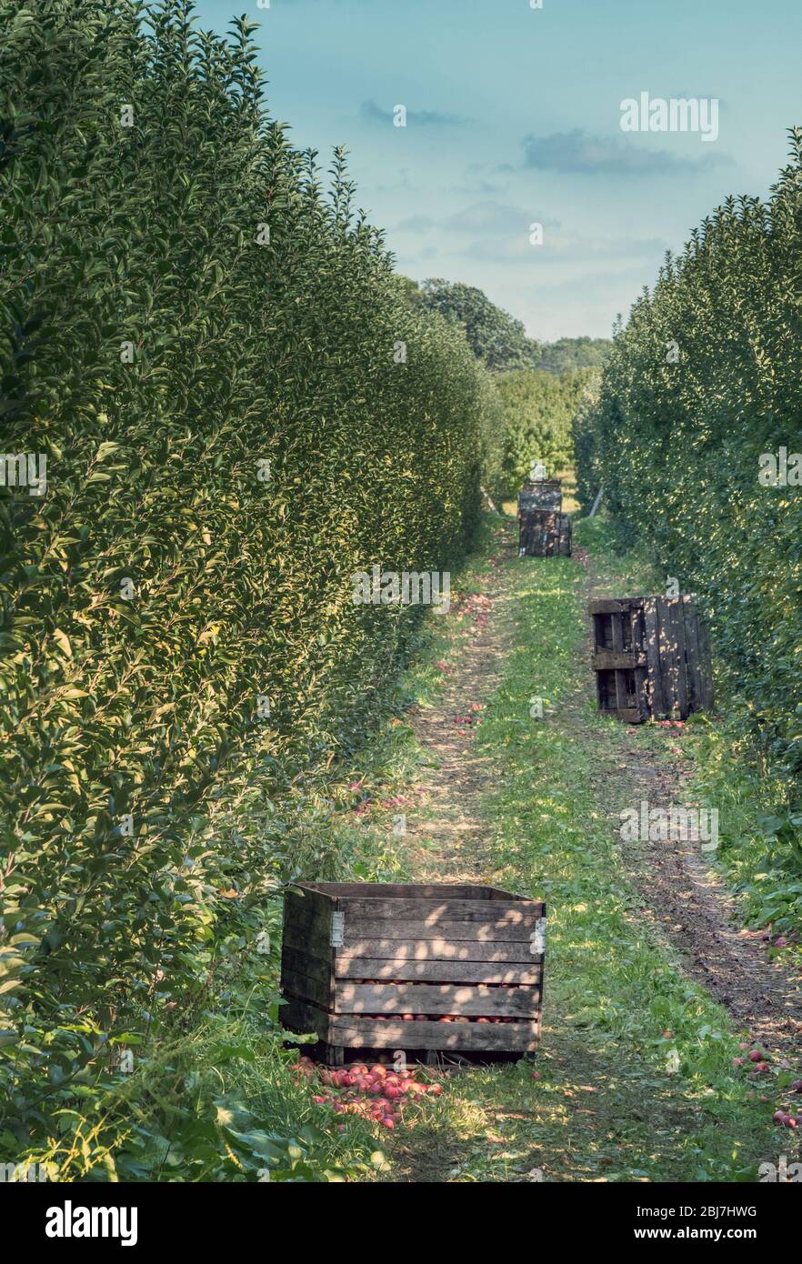 En este huerto de manzanas de Michigan, Estados Unidos, se están recogiendo cajas de manzanas frescas Foto de stock