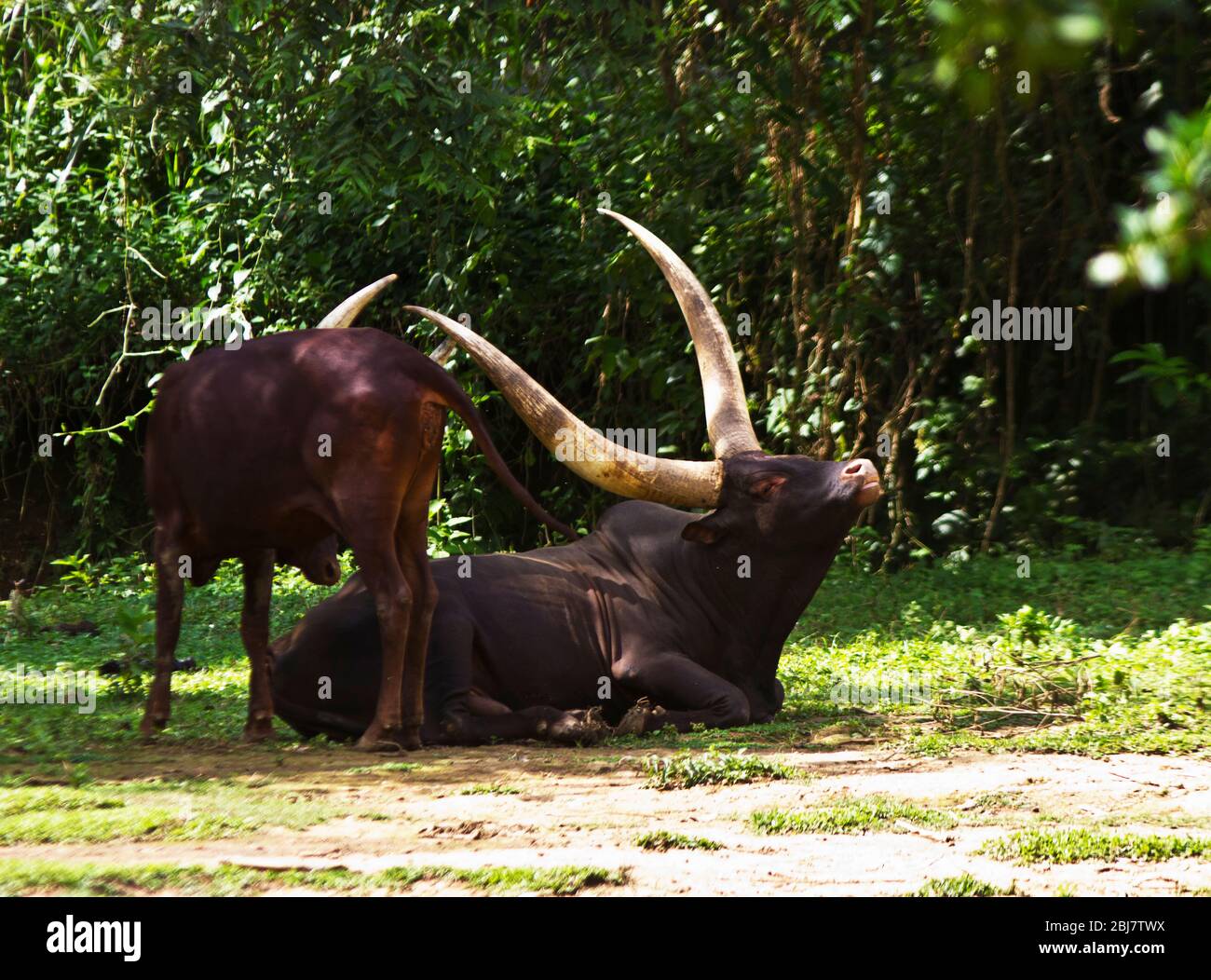 El Ankole es una raza indígena de ganado doméstico que está idealy adaptado al clima impredecible de África Oriental e instantáneamente reconocible Foto de stock