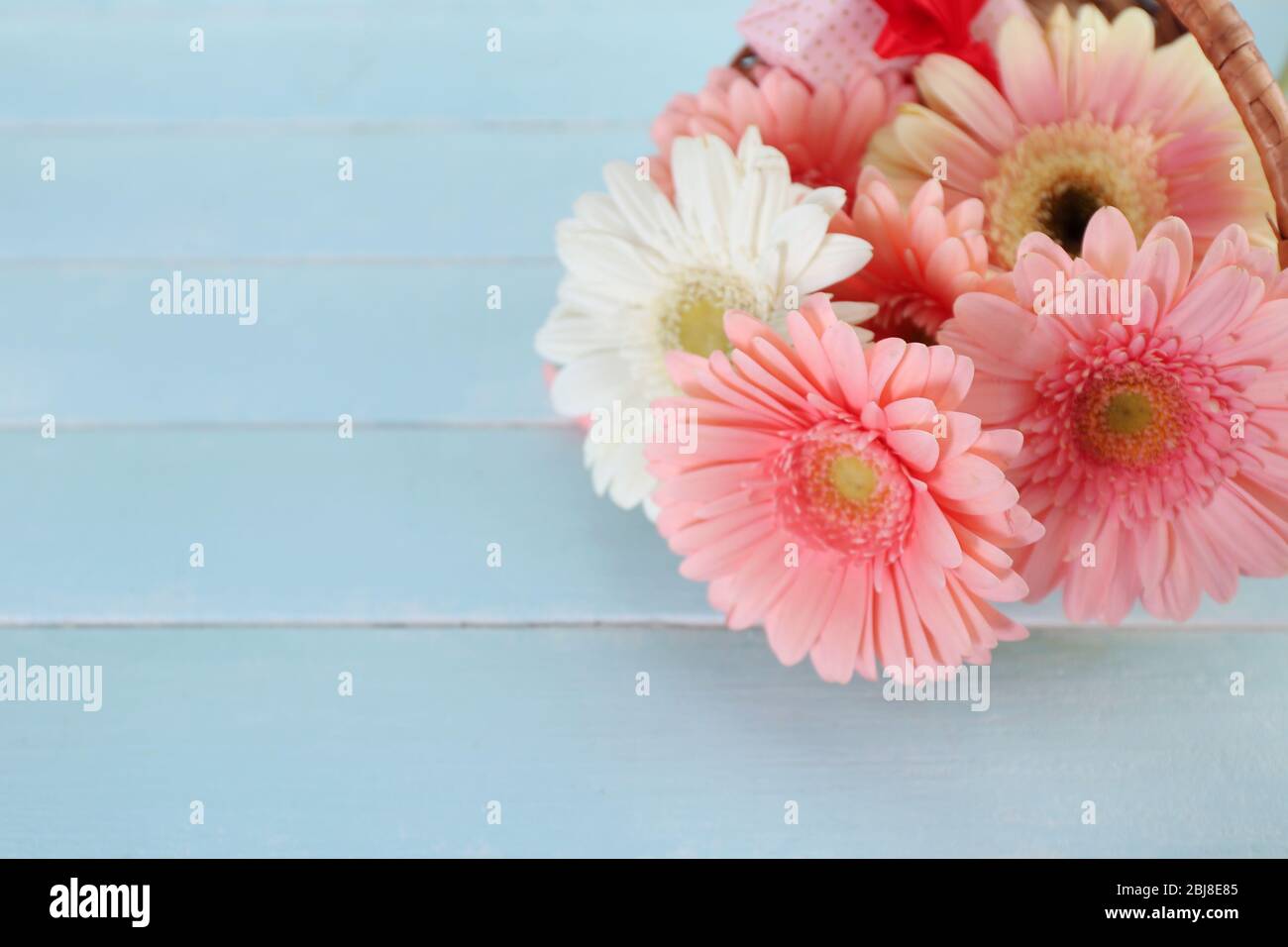 Ramo de gerberas rosadas y blancas sobre fondo de madera azul Fotografía de  stock - Alamy