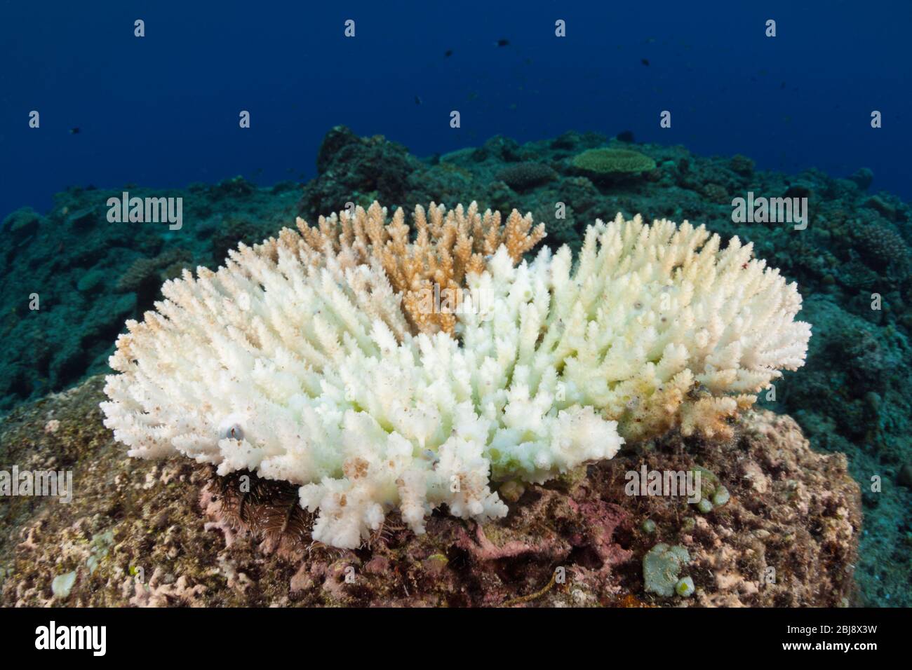 Blanquimiento de corales, Nueva Irlanda, Papúa Nueva Guinea Foto de stock