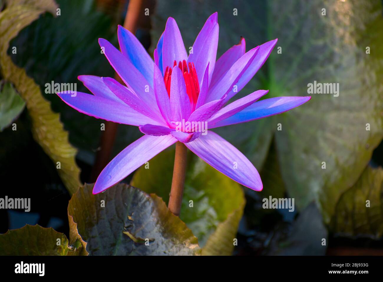 el loto rosa tropical (Nelumbo nucifera) florece en la India Foto de stock