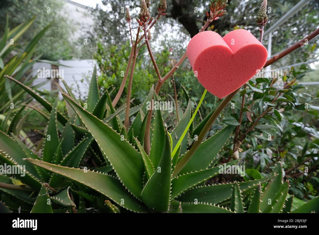 Corazón rojo en espuma en forma de flor. Jardín con suculentos y hojas de aloe  vera con espinas con un corazón que simboliza el amor Fotografía de stock -  Alamy