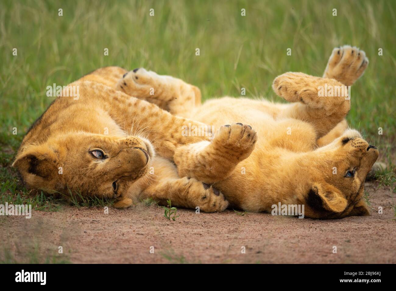 Dos cachorros de león jugando en sus espaldas Foto de stock