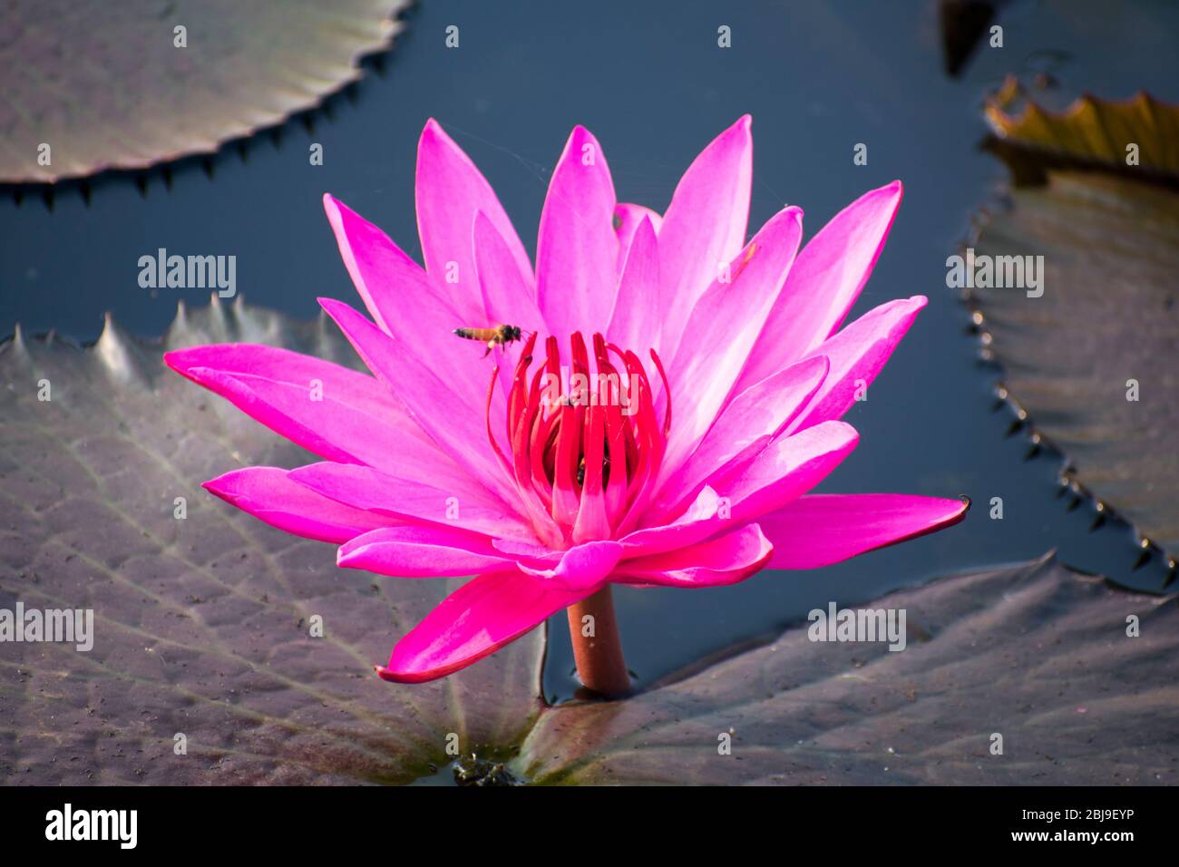 el loto rosa tropical (Nelumbo nucifera) florece en la India Foto de stock