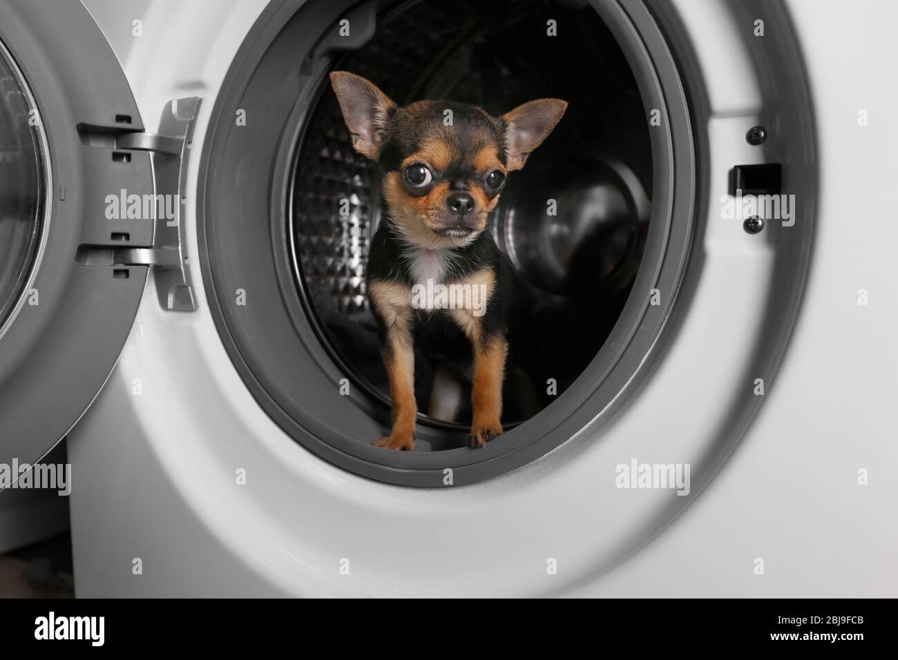 Perro después de lavar en lavadora Fotografía de stock - Alamy