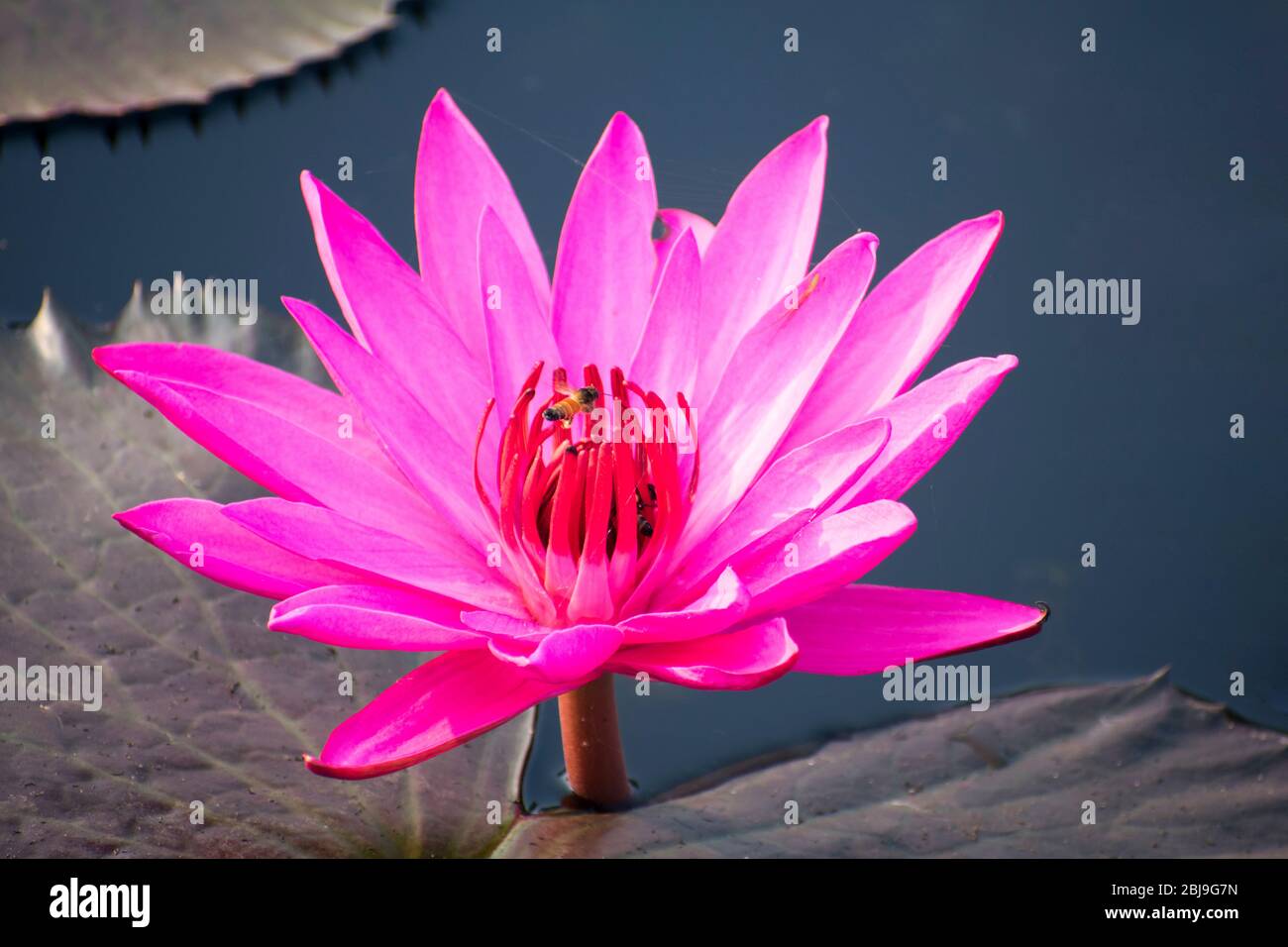 el loto rosa tropical (Nelumbo nucifera) florece en la India Foto de stock