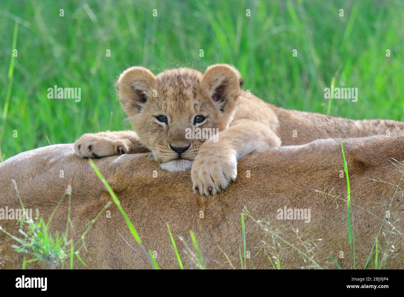 Reserva Masai Mara, Kenia Foto de stock