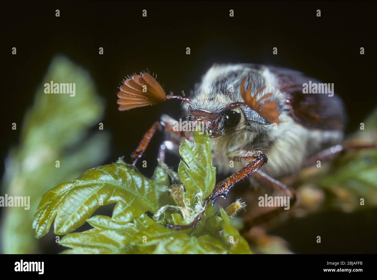 Cockchafer común, maybug, Maybeetle (Melolontha melolontha), alimentándose en roble, Alemania Foto de stock
