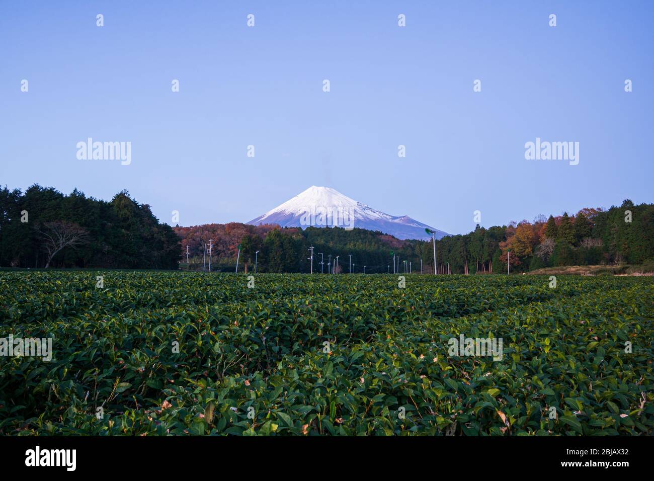 Campos de té y Mt. Fuji. Este es un lugar popular para tomar fotografías, con un paisaje hermoso e irremplazable que se extiende delante de usted. Natural Foto de stock