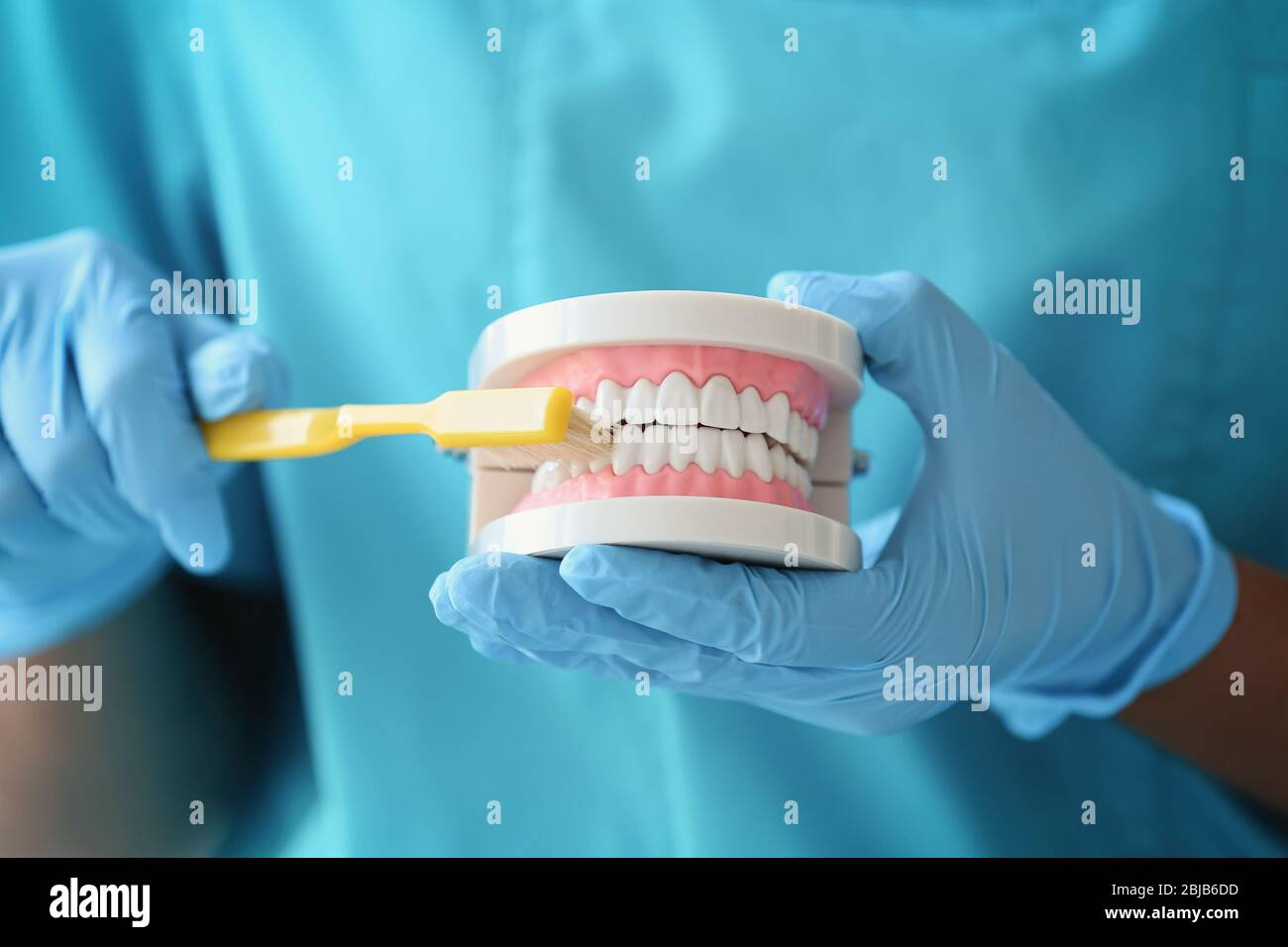 Dentista femenino limpiando el modelo de mandíbula dental con cepillo de dientes Foto de stock