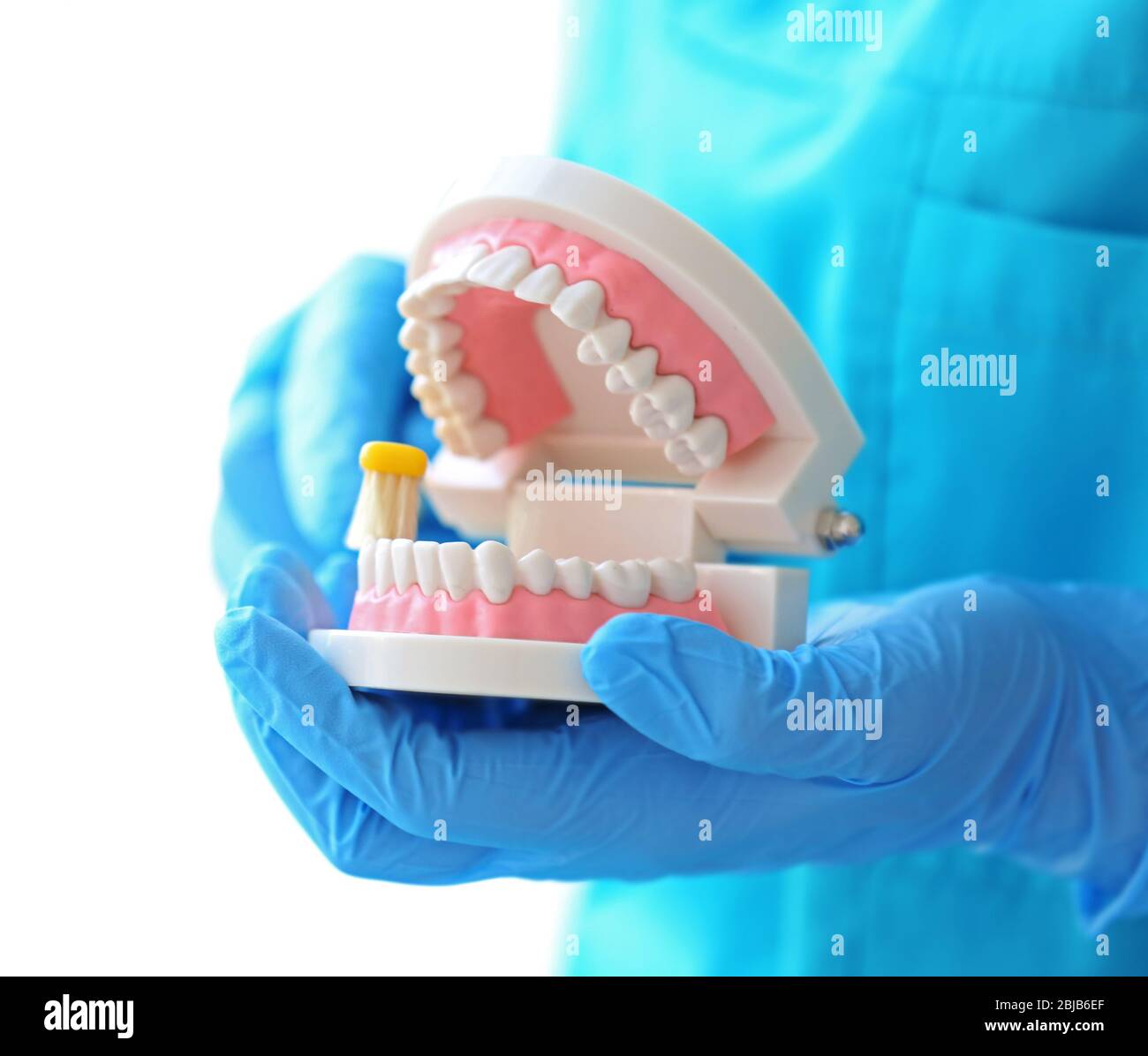 Dentista femenino limpiando el modelo de mandíbula dental con cepillo de dientes Foto de stock