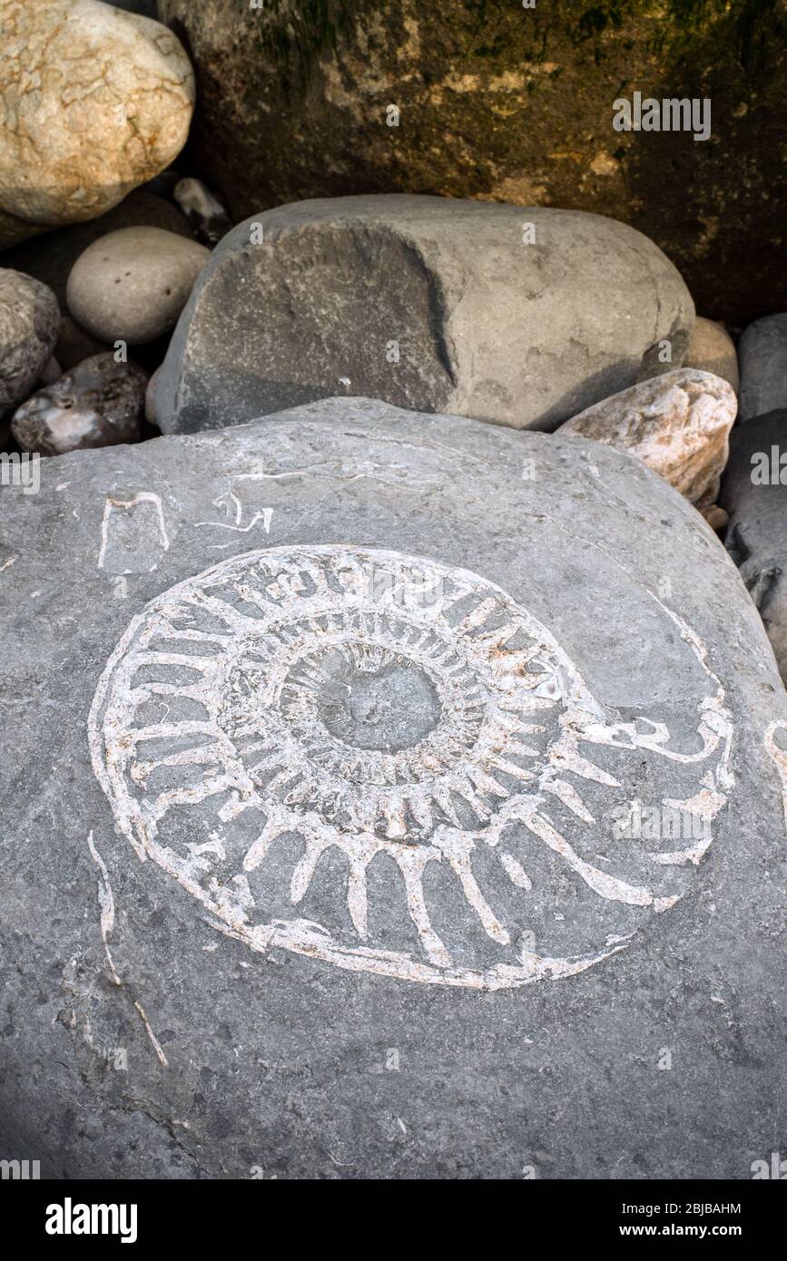 Un amonito grande (¿Paracoroniceras?) Fósil en una roca en primer plano con otras rocas en Lyme Regis Fossil Beach, Dorset, Reino Unido. Foto de stock