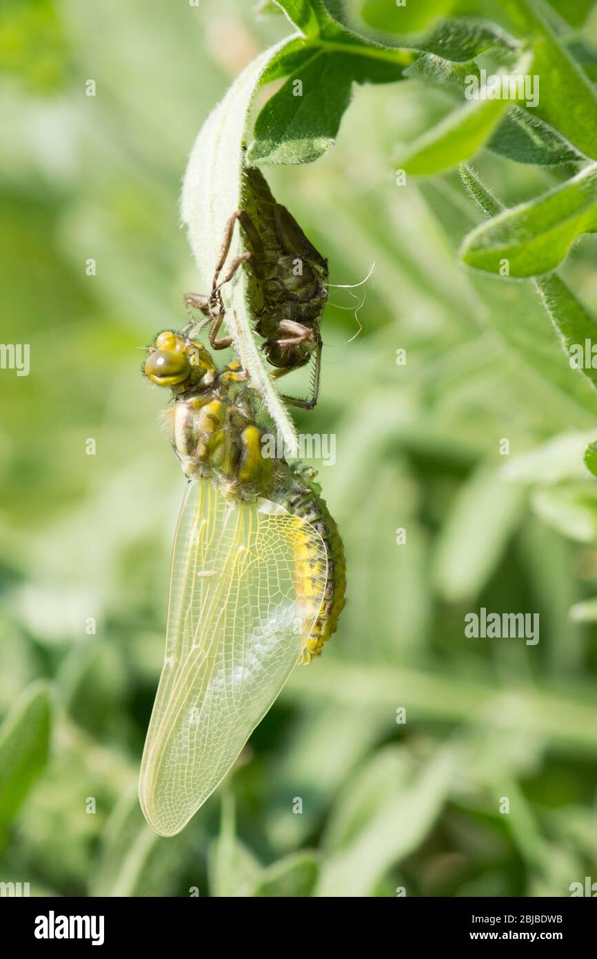Libélula adulta que emerge de una larva, metamorfosis, Chaser de cuerpo ancho, Lipellula depressa, Sussex, abril Foto de stock