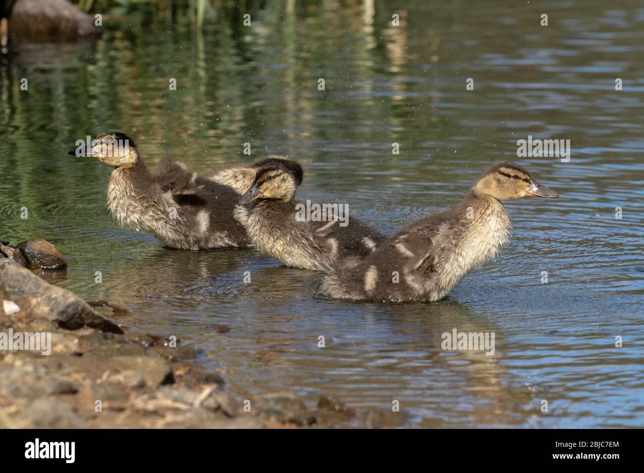 Patos Mallard que Preening en el borde de un lago. Foto de stock