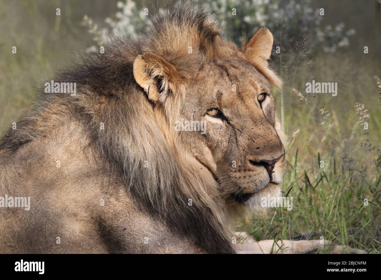 León masculino en el Parque Nacional de Etosha, acostado y mirando a mí, con sus ojos amarillos. Parece un gato adorable. Presa de león es impala, cebra wildebeest Foto de stock