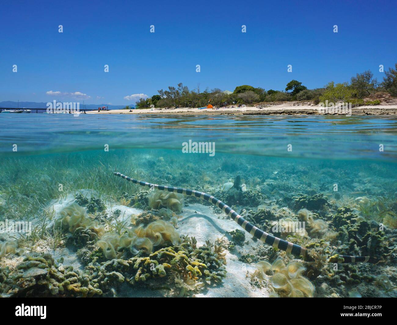 Una serpiente krait de mar de color amarillo bajo el agua cerca de la costa de la isla Signal, vista dividida bajo la superficie del agua, Nueva Caledonia, océano Pacífico sur Foto de stock