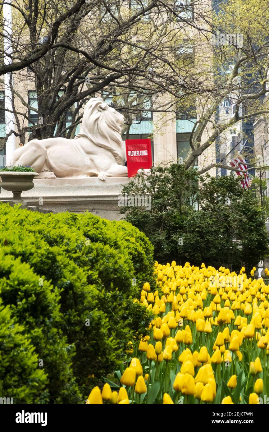 Estatua del León en primavera, Biblioteca Pública de Nueva York, sucursal principal, Nueva York Foto de stock