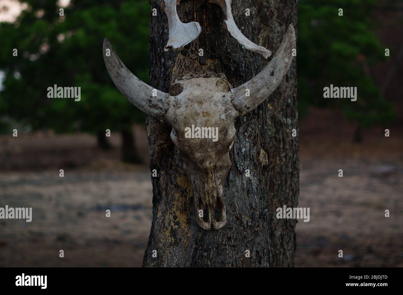 los cráneos de animales colgados de árboles se encuentran en el desierto, restos de depredadores salvajes y depredadores naturales. Foto de stock