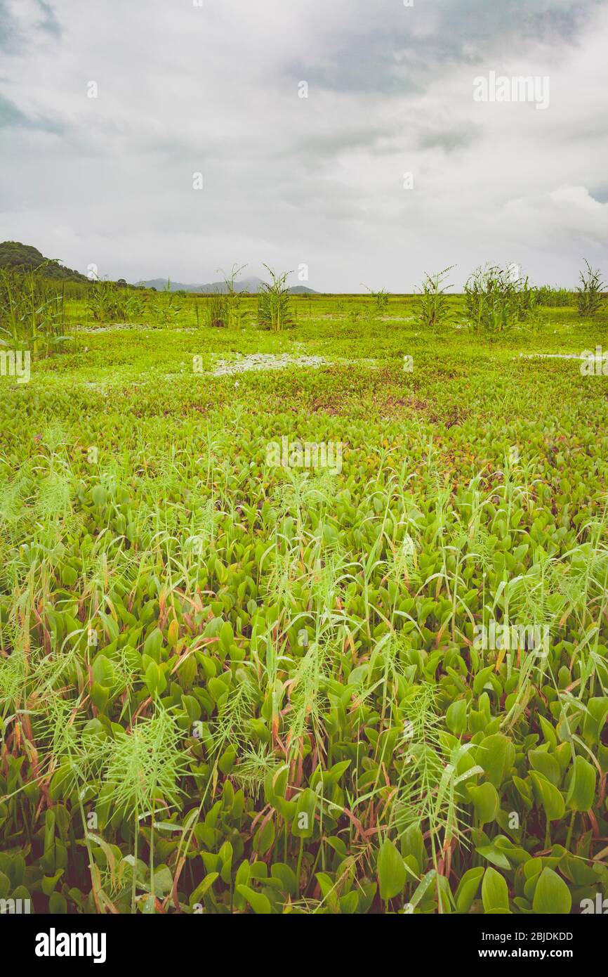Área de pantano en el Parque Nacional Palo Verde. La provincia de