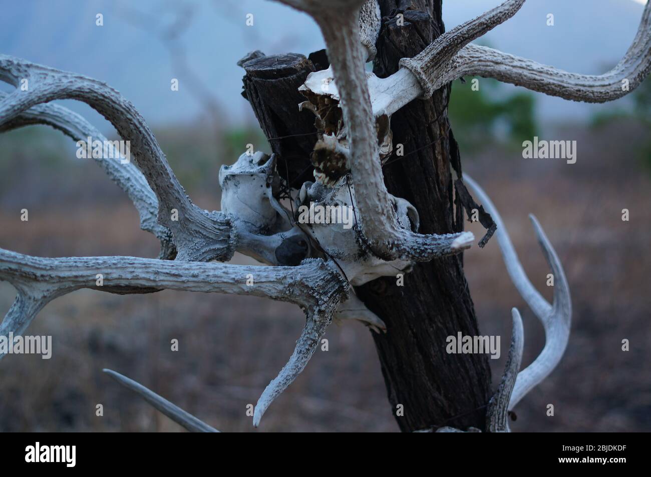 los cráneos de animales colgados de árboles se encuentran en el desierto, restos de depredadores salvajes y depredadores naturales. Foto de stock