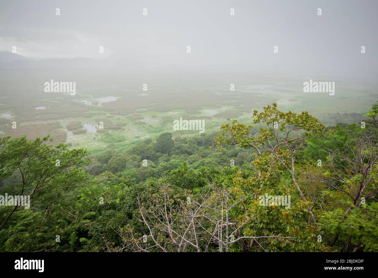 Bosques de palo verde fotografías e imágenes de alta resolución Alamy
