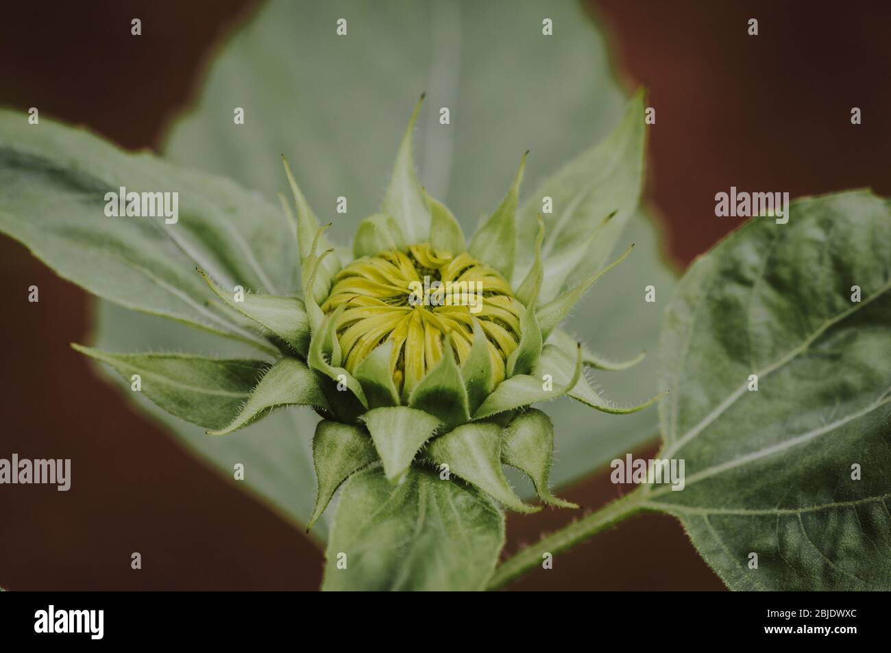 Como cultivar girasol fotografías e imágenes de alta resolución - Página 2  - Alamy