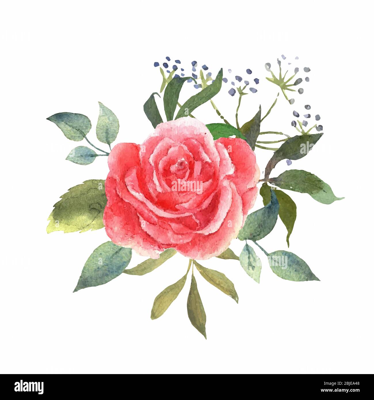 Conjunto floral de acuarela con rosa rosa. Arreglos botánicos con flores y  hojas. Ideal para imprimir en tela, banners, invitaciones y tarjetas Imagen  Vector de stock - Alamy
