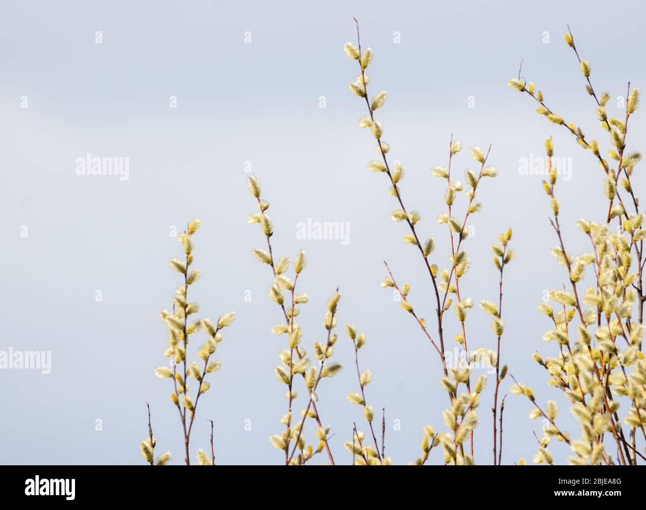 Planta de sauce fotografías e imágenes de alta resolución Alamy