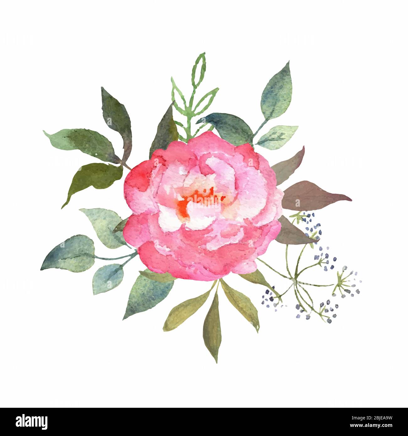 Conjunto floral de acuarela con rosa rosa. Arreglos botánicos con flores y  hojas. Ideal para imprimir en tela, banners, invitaciones y tarjetas Imagen  Vector de stock - Alamy