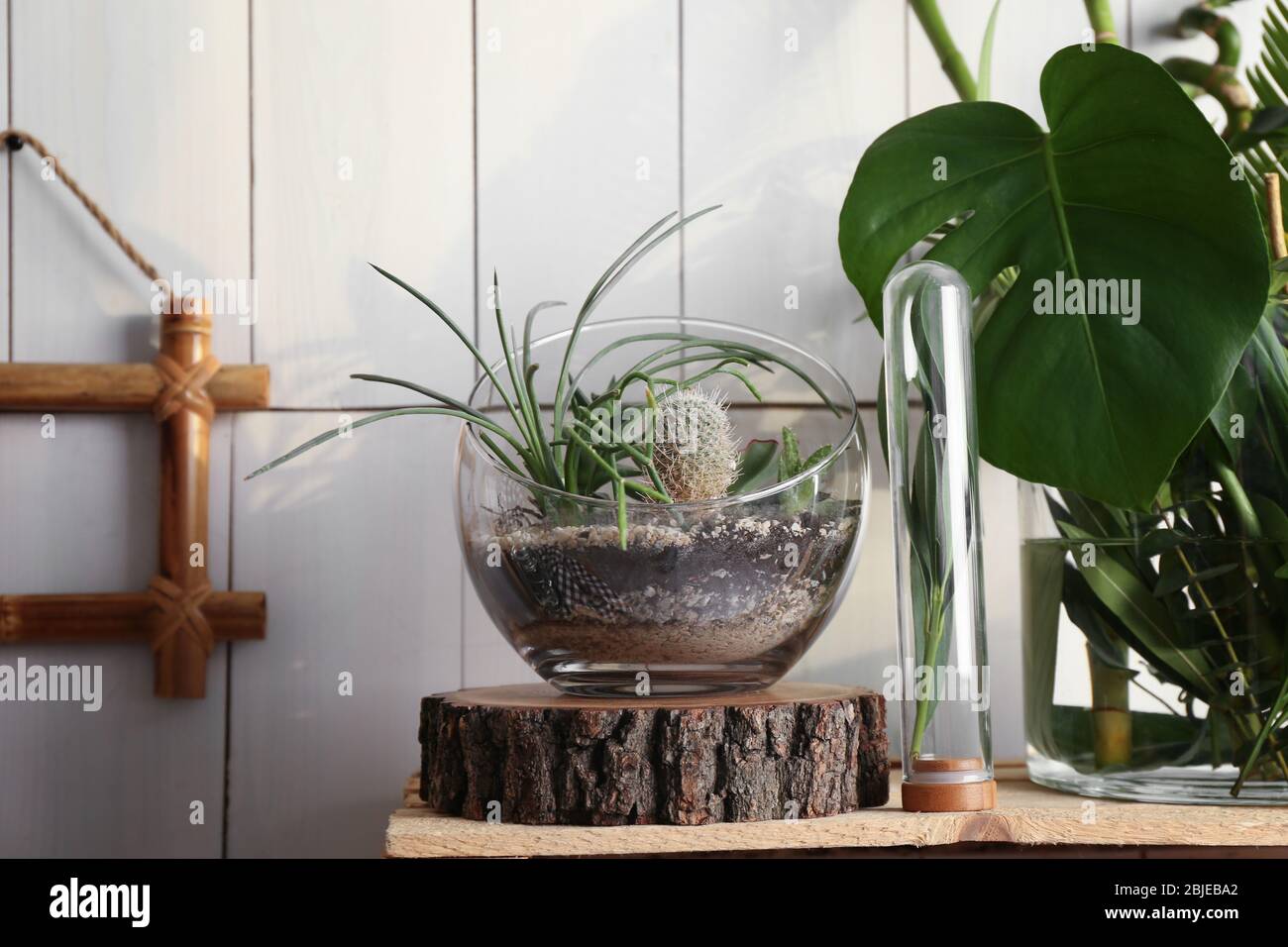 Jarrones decorativos de vidrio con plantas suculentas y cactus en el  interior Fotografía de stock - Alamy