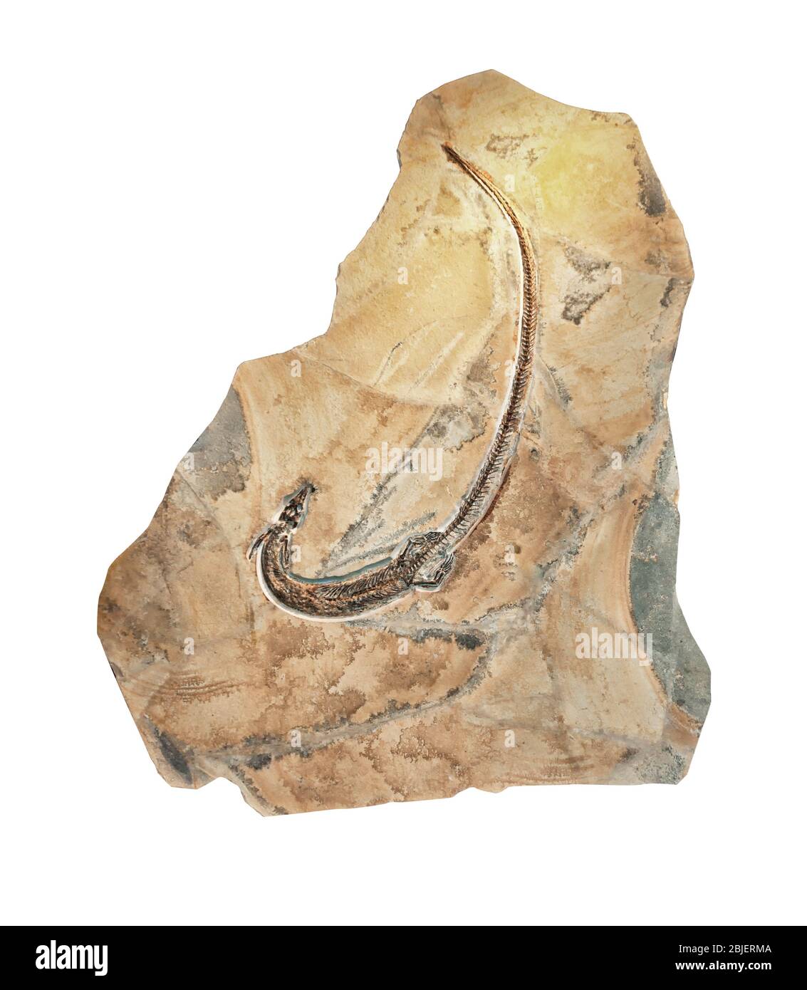 Pleurosaurus Goldfussi fósil, primo de la tuatara, relacionado con lagartos, del Jurásico Superior. Aislado sobre fondo blanco. Foto de stock