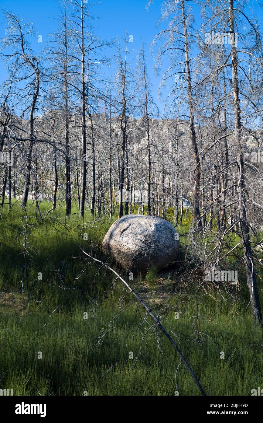 Sierra da Estrela en el Parque Natural. Rocas y coníferas quemadas dañadas por el fuego en una wil dramática Foto de stock