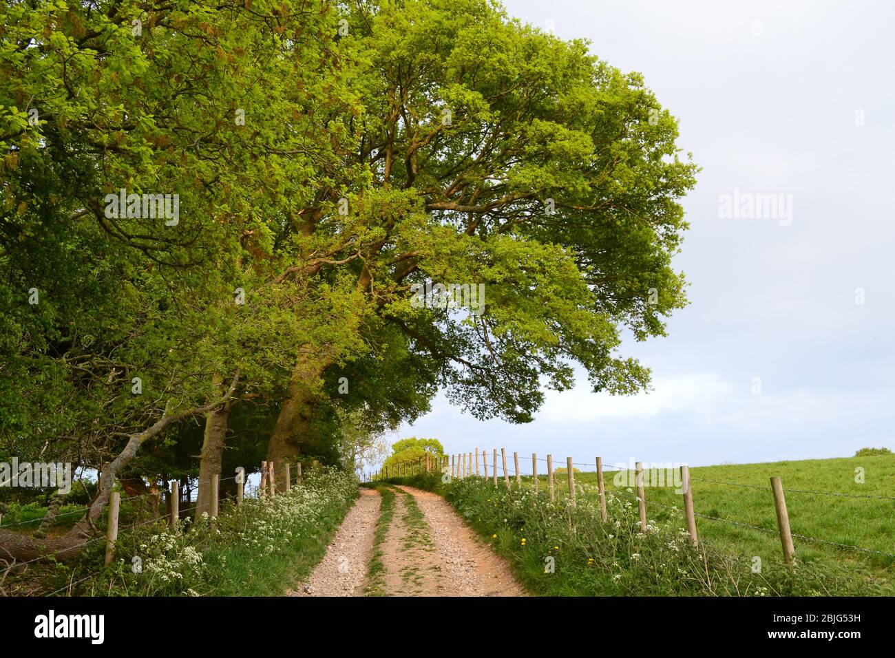 Tierras de cultivo cerca de Darent Valley en el camino a Romney Street y Magpie fondo. Pastoreo de ganado. Abril Foto de stock