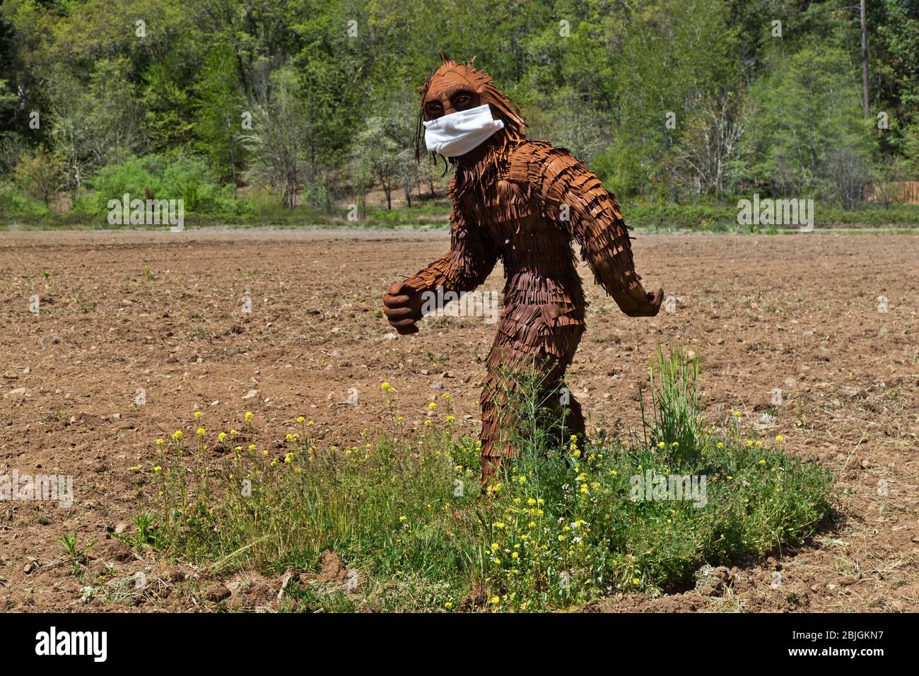 Bigfoot usando máscara antivirus COVID-19, pasando por el campo cultivado, borde del bosque. Foto de stock