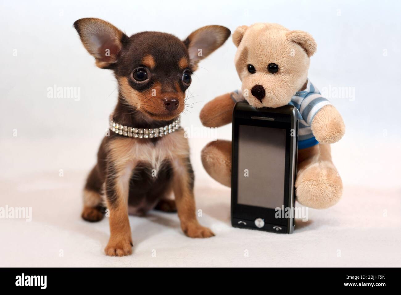 Marrón y tan pelo corto Russkiy juguete (terrier de juguete ruso) cachorro con un teléfono celular Foto de stock