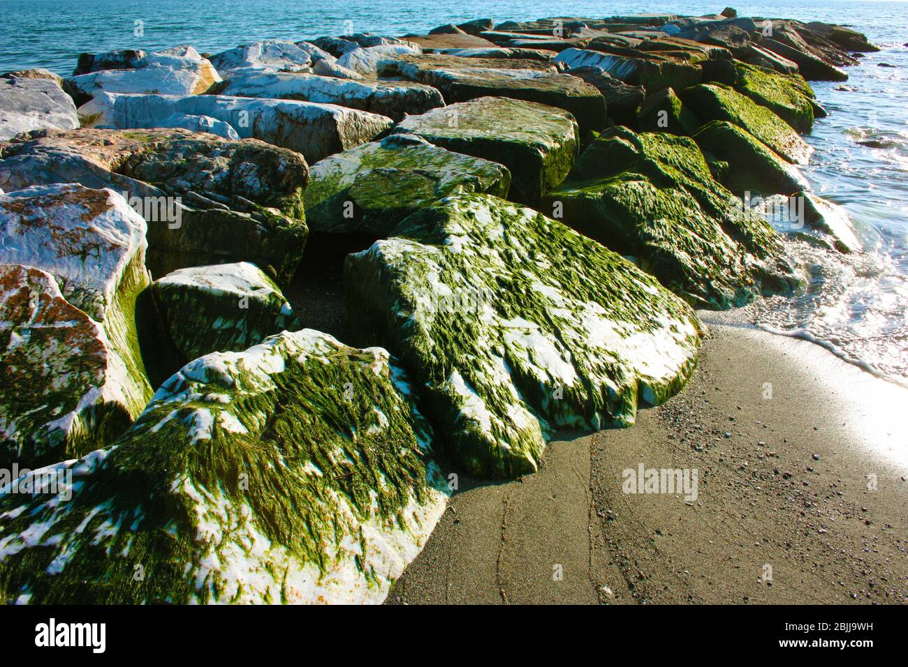 Musgo Sobre Rocas Musgo Marino En La Roca India Algas Oceánicas Imagen de  archivo - Imagen de marca, fuente: 194542495
