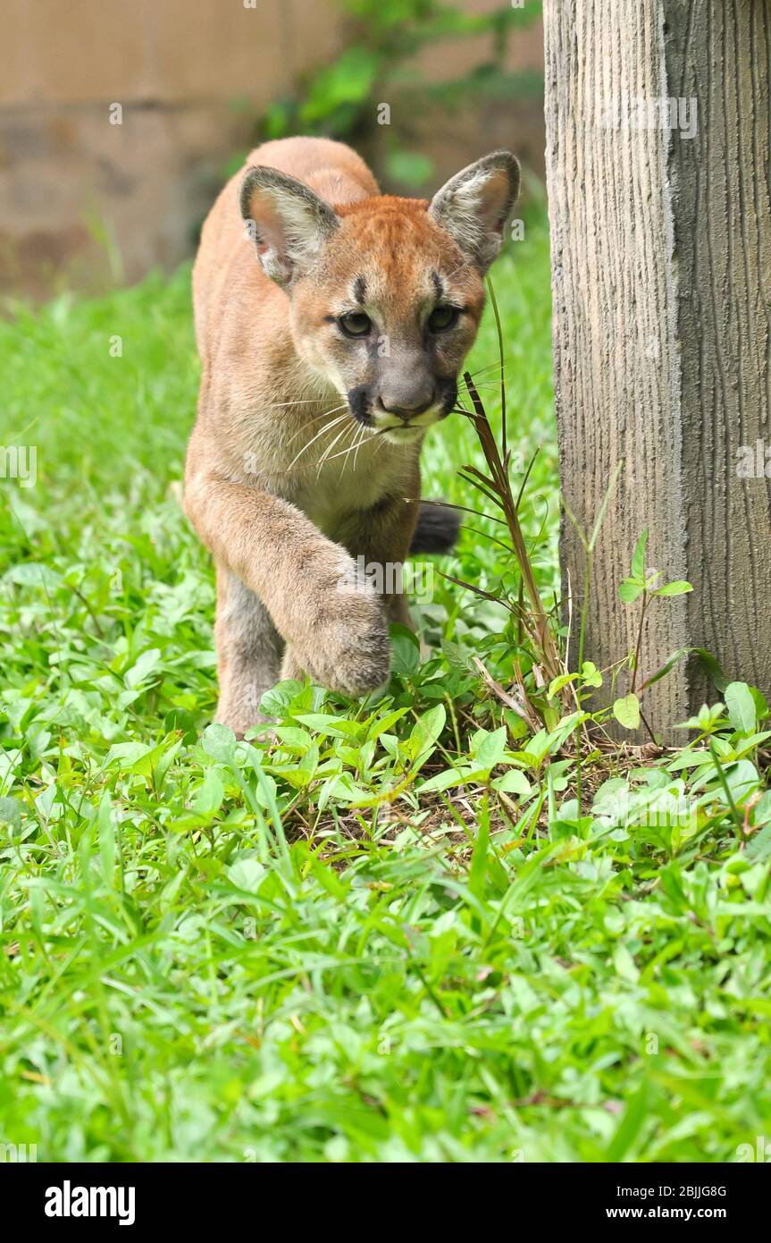 El Puma y el gatito del bebé son muy similares. Pero el puma del bebé es un  punto a lo largo del cuerpo y se desvanecerá a medida que crezca Fotografía  de