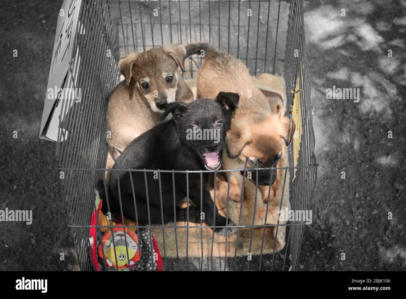 Adorables cachorros sin hogar en jaula. Concepto de adopción Fotografía de  stock - Alamy