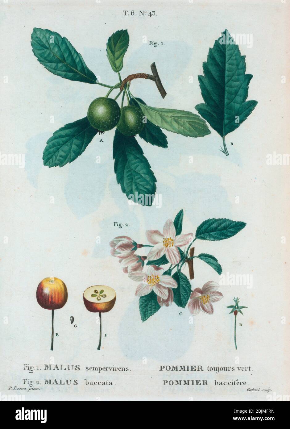 Pommier Apple Tree Fotos E Imagenes De Stock Alamy