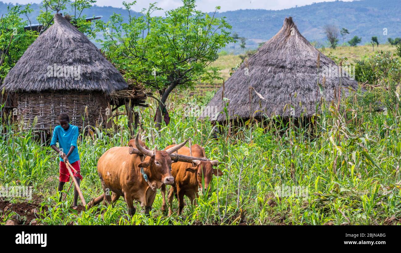 Imagen tomada durante un viaje al sur de Etiopía, condado de Konso, joven arando Foto de stock