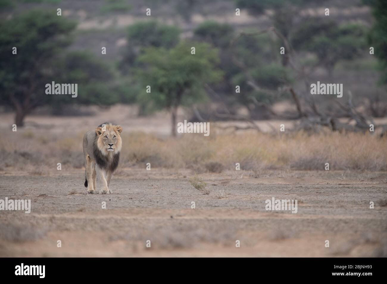 León caminando por el desierto de Khalahari, Botswana Foto de stock