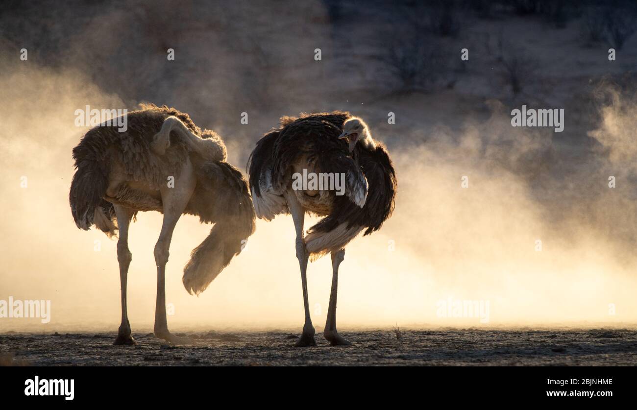 Dos avestruces sudafricanos de pie en el monte, Sudáfrica Foto de stock