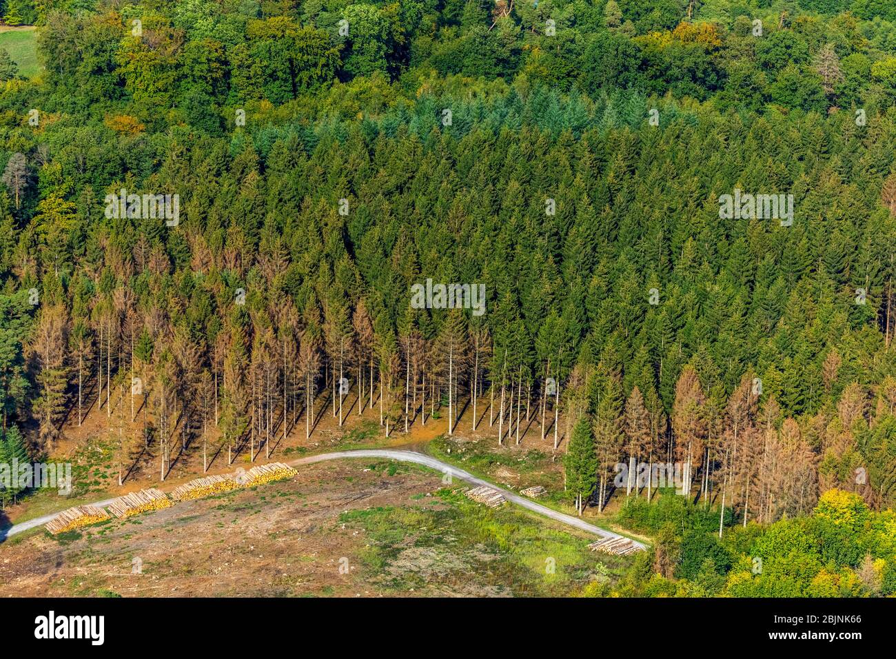 Construcción de terrenos en un bosque, 27.09.2019, vista aérea, Alemania, Renania del Norte-Westfalia, Sauerland, Menden Foto de stock