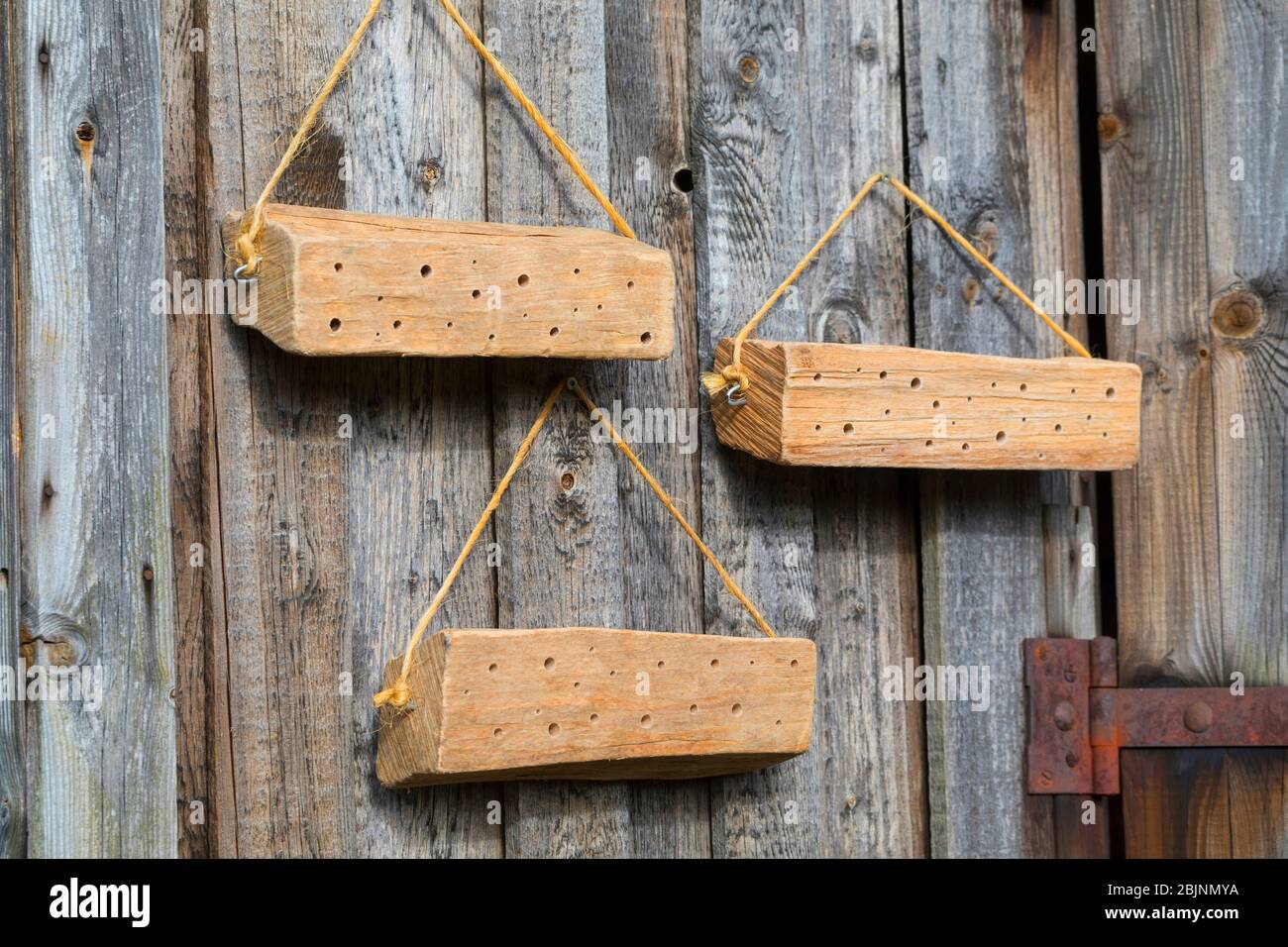 ayuda de anidado para las abejas silvestres, madera dura con agujeros en una pared de madera soleada Foto de stock