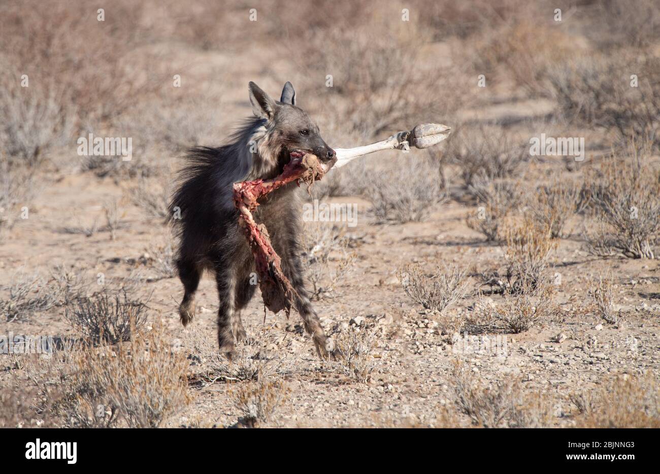Hyena marrón corriendo con una pierna de oryx en su boca, Sudáfrica Foto de stock