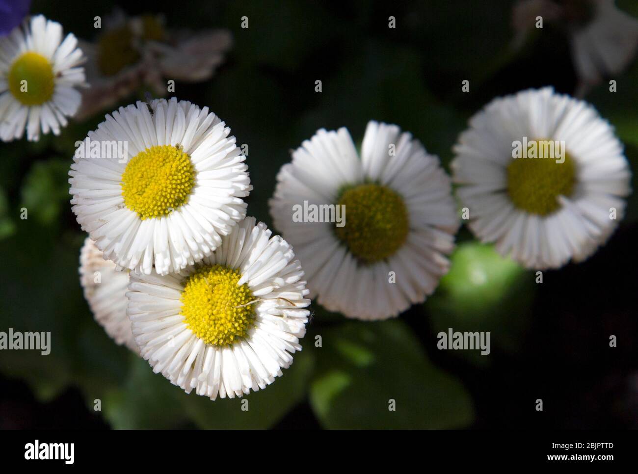 Las flores de Bellis pertenecen a la margarita fanily Foto de stock