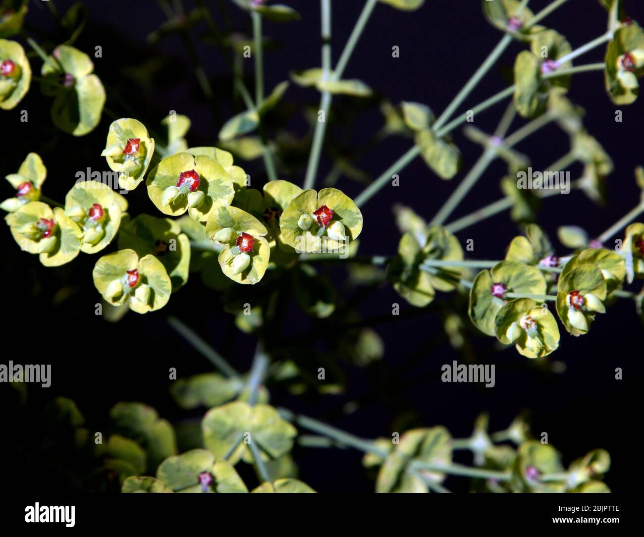 Euphorbia es un género grande y diverso de plantas Foto de stock